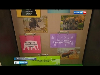 porn в московском зоопарке открылся музей слонов hd