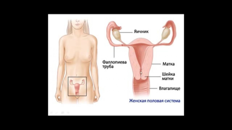 porn женская анатомия или где в молодые находятся бабочки hd