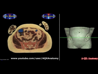 porn анатомия женский половой орган anatomy of the female sex organs hd