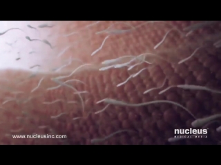 porn как происходит оплодотворение 3d потрясающее видео hd