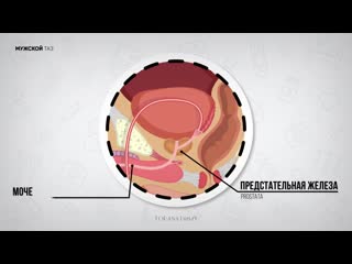 porn анатомия и физиология предстательной железы hd