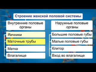 porn строение половой системы человека видеоурок по биологии 8 класс hd