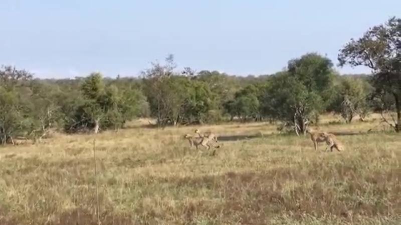 porn леопард преследует пятерых гепардов leopard chase five cheetahs hd