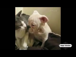 porn смешная подборка с домашними питомцами hd