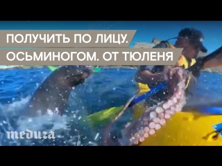 porn получить по лицу осьминогом от тюленя hd