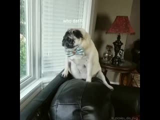 porn lil pickles da pug 20191229 215921 0 mp4 hd