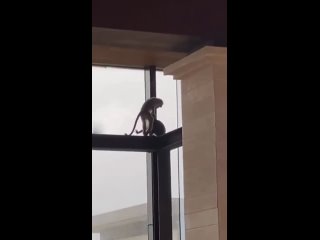 porn не зря говорят что человек пошел от обезьяны hd