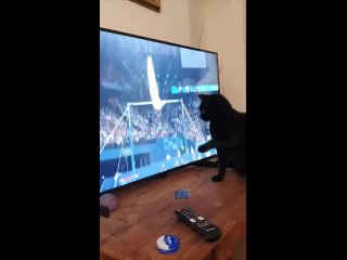 porn котик помешал спортсмену выполнить упражнение hd