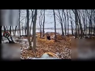 porn курское направление работа российских операторов fpv по уничтожению блиндажей и опорников противника на фото hd