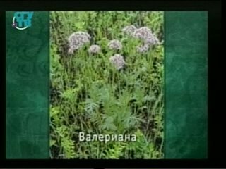 porn природные лекарства фитотерапия часть 2 урок 1 лекарственные растения успокаивающего действия hd
