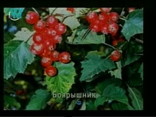 porn природные лекарства фитотерапия часть 2 урок 7 лекарственные растения действующие на сердечно сосудистую систему hd