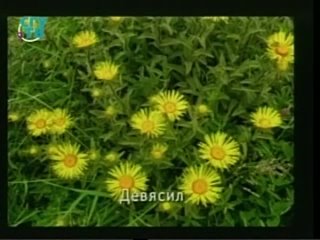 porn природные лекарства фитотерапия часть 3 урок 5 лекарственные растения обладающие противовоспалительными и hd