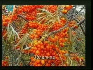 porn природные лекарства фитотерапия часть 3 урок 8 лекарственные растения обладающие противовоспалительными и hd