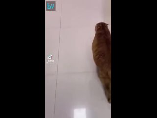 porn я не толстый у меня кость пушистая hd