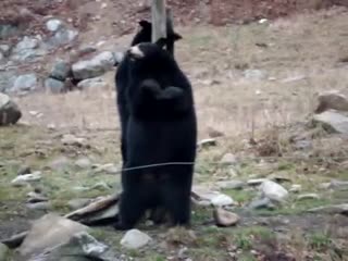 porn funny bear pole dancing hd