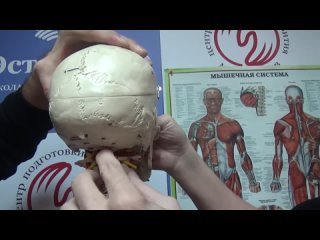 porn мышечный блок атланта курс 2 и 4 занятие 1 от 20 01 2018 итоговое занятие hd