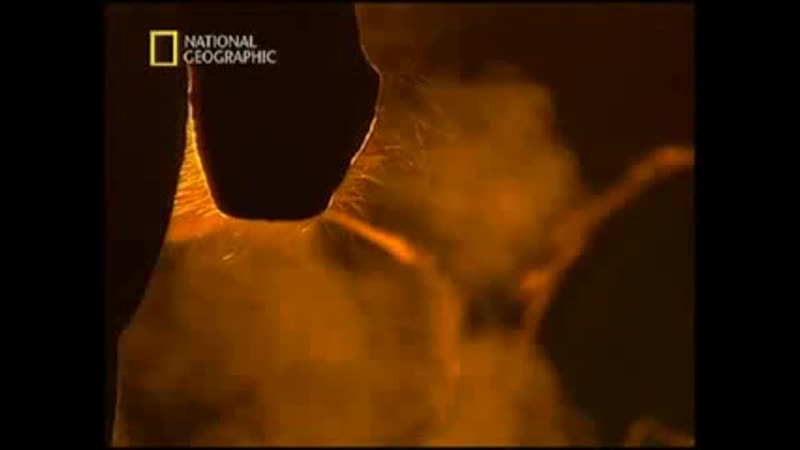 porn national geographic империя лошадей история покорения 2007г hd