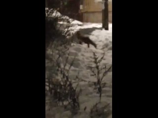 porn рыжая лисица пришла полюбоваться снежными скульптурами в выборге hd