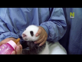 porn любовное гнездышко для панд pandas wild move 2013 документальный фильм hd
