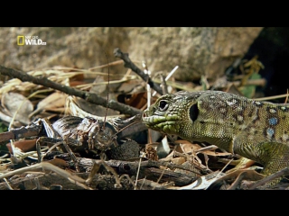 porn national geographic дикое меню 2 серия из 26 хрустящие насекомые wild menu 2014 hd