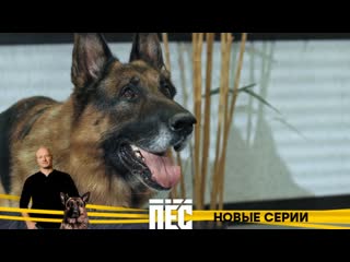 porn любимые герои и новые серии детективного сериала пёс с 9 декабря в 2100 на нтв hd