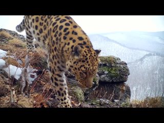 porn искусство фотоловушек на земле леопарда hd