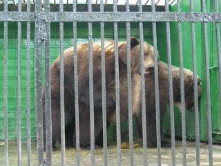 porn спаривание бурых медведей в условиях молодые hd