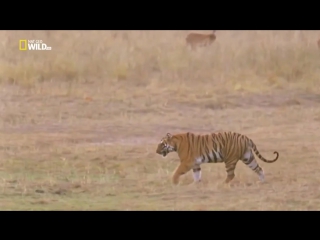 porn увлекательная зоология тигры носороги и голые землекопы nat geo wild hd hd