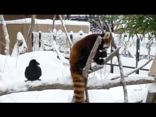 porn красные панды радуются первому снегу red panda and snow hd