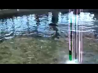 porn тюлень кричит очень громко d hd