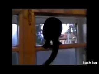 porn кот гаал пока не застукали егоочень красивый секс музыкальный магазин трах минет анал пизда разврат проститутка hd