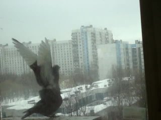 porn любовь и голуби 2 осторожно порно hd
