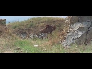 porn убальда обнаженная и жаркая эдвиж фенек hd