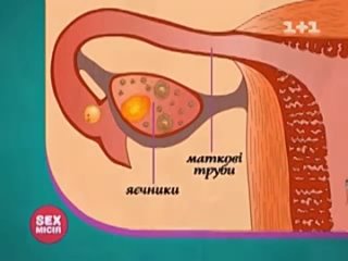 porn наглядная анатомия женского тела hd
