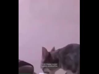 porn я сука сижу в туалете а це хуйло пьет мой йогурт шоколадку не трогай hd