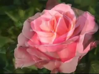 porn поздравление с днем рождения нежная песня и красивые розы hd
