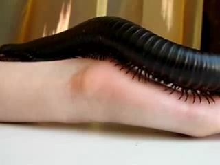 porn милый домашний питомец сколопендра hd