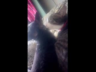 porn com mov 0045 mp4 hd