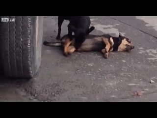 porn собачки ебуться шок порно зоофилися мясо драка дом2 дота варкрафт фочан двач секс трах жопа сиськи хуй черная hd