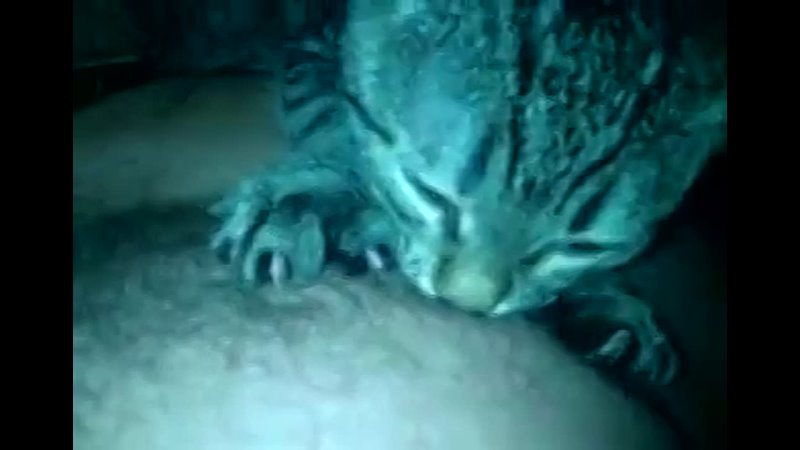 porn котенок дядь вовы сосет сиську hd