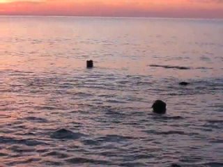 porn тюлень в зеленоградске еще плавает hd