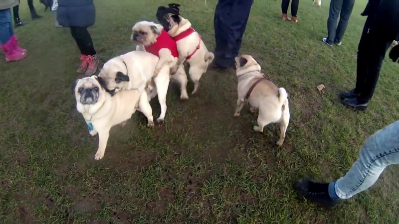 porn amazing 4 pug conga line 2015 bonus pug fail hd