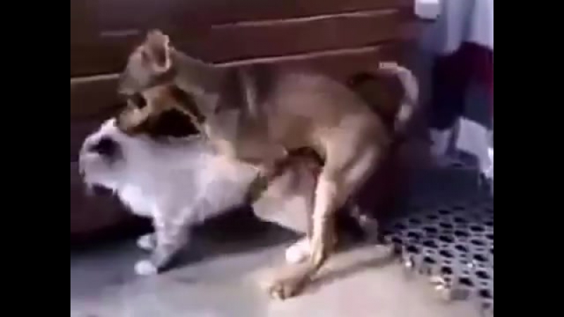 porn порно пес злобный тузик дрючит котейку hd