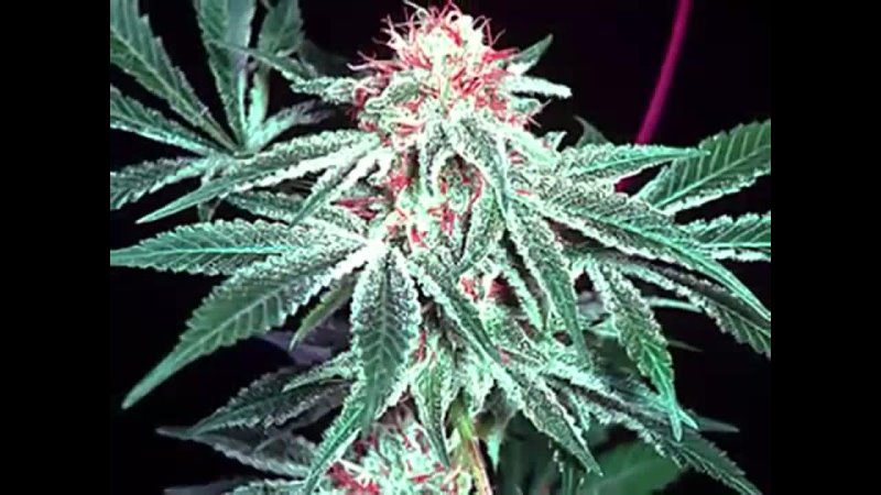 porn marijuana buds weed mary jane joint smoke toke chronic dank thc sativa white widow shark hd