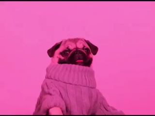 porn pug line bling hd