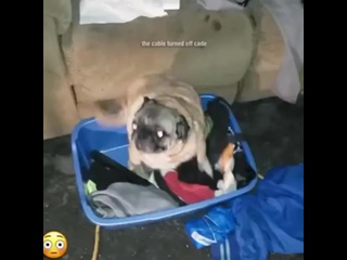porn pug vibing hd
