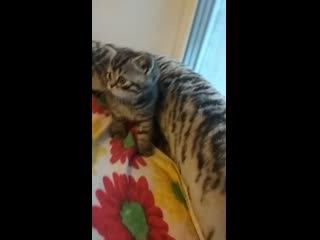porn алиса передает приветик своей мамочке наталье кошечка в резерве hd