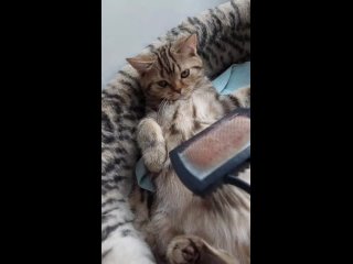 porn котики оливер пантелей квелли и раймонд niffoldstar очень любят расчесывание hd