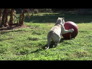 porn white tiger loves her ballбелые тигры любят поиграть с большими мячами hd