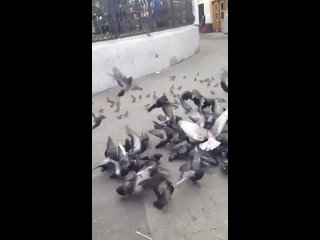 porn калмычкакабардинка и полу русская полу кумычка hd